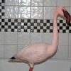 Missing Pink Flamingo Rescued In Westchester Lake!